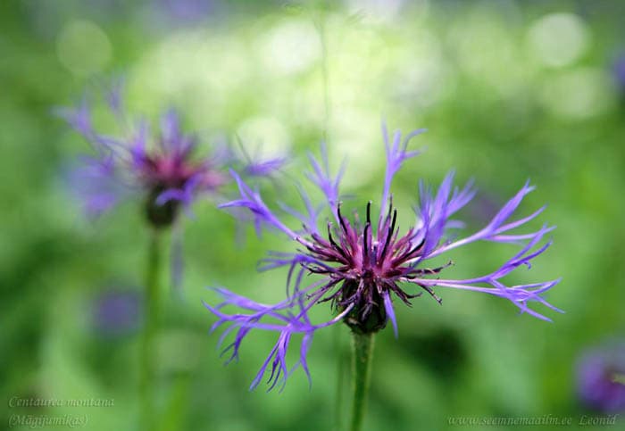 Centaurea montana